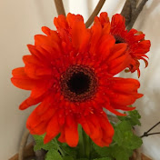 川子さんのプロフィール